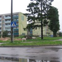 Bielskie kozy, Бельск Подласки