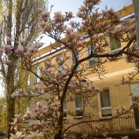 magnolia za Starostwem w Wejherowie, Вейхерово