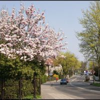 GLIWICKIE magnolie. Ul. Kosów/Kosow street, Гливице