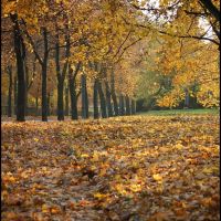 GLIWICE. Liście szeleszczą pod stopami.../The leaves are rustling under feet..., Гливице