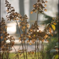 GLIWICE. Jesienny bukiet/Autumn bouquet, Гливице