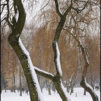 GLIWICE-Sikornik. Stare wierzby/Old willows, Гливице