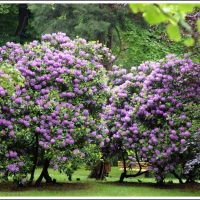 GLIWICE. Kwitnące rododendrony w Parku Chopina/Blooming rhododendrons in the Chopin park, Гливице