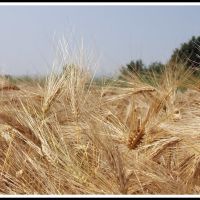 GLIWICE. Piękne kłosy jęczmienia/Beautiful ears of barley, Гливице