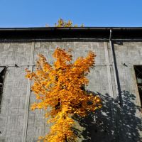 Autumn symmetry, Даброваа-Горница