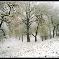 Dabrowa Gornicza (1998)-park Hallera-winter-b, Сосновец