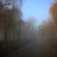 spacerując we mgle / walking in the fog, Сосновец