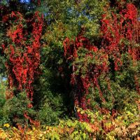 barwy jesieni / autumnal colors, Сосновец