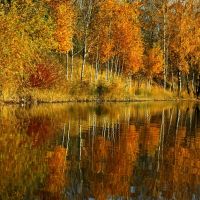 jesienny spacer / autumnal walk, Сосновец