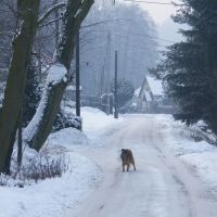 Dog In The Snow, Цеховице-Дзедзице