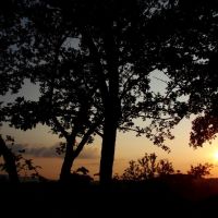 Sunset and trees., Кельце