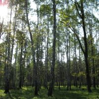 Forest1, Скаржиско-Каменна