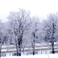 Piłsudskiego  zimą  (drzewa na placu SP  Nr 1  od jej zachodniej strony), Скаржиско-Каменна