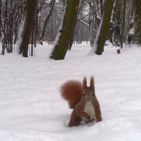 Wiewiórka w śniegu... :)), Калиш