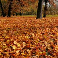 carpet of autumn leaves, Познань