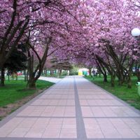 Kołobrzeg, kwitnące japońskie wiśnie, Колобржег