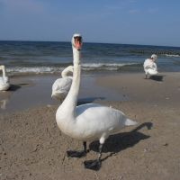 2010, Schwäne am Ostsseestrand; 2010, swans on the Baltic beach;, Колобржег