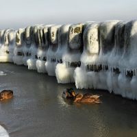 Kaczki w lodowej scenerii., Колобржег