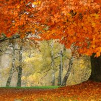 Szczecin - Image of the autumn..., Щецин