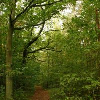 Path in the forest, Александров-Ёдзжи