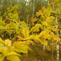 Autumnal forest, Александров-Ёдзжи
