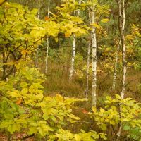 Autumnal forest, Вилун