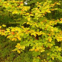 Autumnal colours, Ловиц