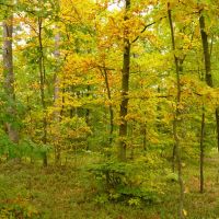 Autumnal forest, Озорков