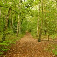 Path in the forest, Пиотрков-Трыбунальски