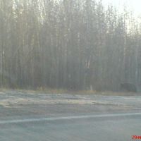 Медвежонок на трассе Радужный-Нижневартовск, Аган