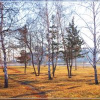 Берёзки возле речного вокзала. Birches near river station., Барнаул