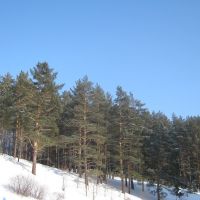 Winter forest, Белокуриха