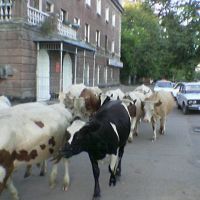 коровы, Рубцовск