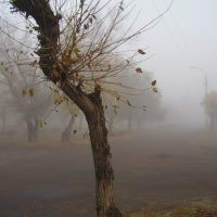 туманное утро, Славгород