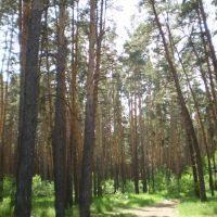 Tape Pine Forest, Тюменцево