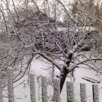 Зимний сaд-Winter garden, Ивановка