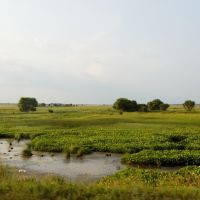 Roadside Swamp / Придорожное болотце, Ромны