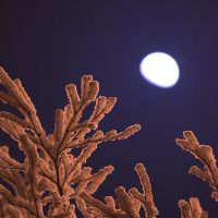 Moon n frost, Архангельск
