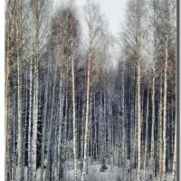 Le betulle proibite, the forbidden birches, Russia, Емца