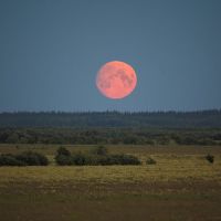 Low moon (500 mm), Мезень