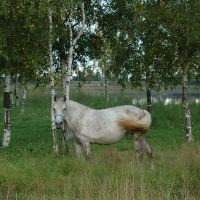 Лошадь Звездочка, Северодвинск