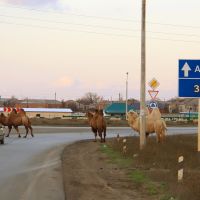 Camels crossing the roadway, Началово
