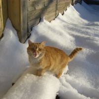 Рыжий аскинский кот, Аскино