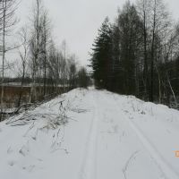 Дорога к ГРЭС со стороны леса, Белые Берега