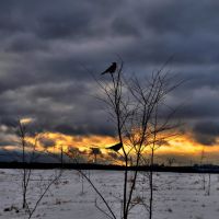 the crows and sunset, Кокаревка