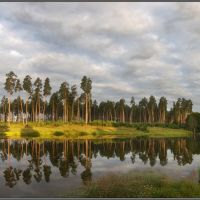 Morning in pine wood. -  Russia ., Рогнедино