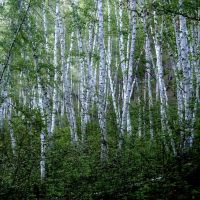 Birch grove, Илька