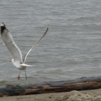 Чайка на пляже., Северобайкальск