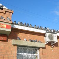 голуби, Северобайкальск
