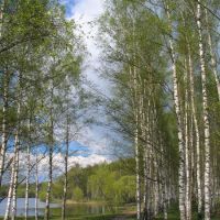 Birch Grove in Karabanovo, Карабаново